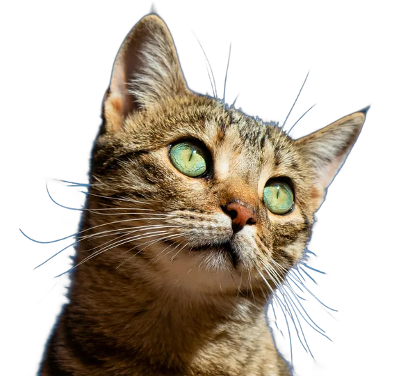 Gato
