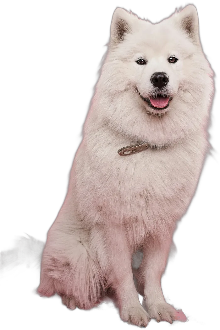 Samoieda